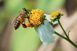 養殖蜜蜂怎么防鳥(小鳥正在吃蜜蜂如何處理) 養殖蜜蜂怎么防鳥(小鳥正在吃蜜蜂如何處理)