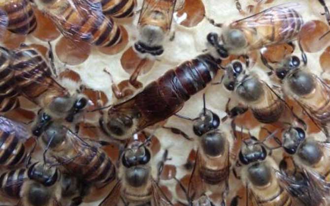 阿壩中蜂一斤多少只(阿壩中蜂一斤有多少只) 阿壩中蜂一斤多少只(阿壩中蜂一斤有多少只)