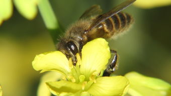 阿壩中蜂一斤多少只(阿壩中蜂一斤有多少只) 阿壩中蜂一斤多少只(阿壩中蜂一斤有多少只)