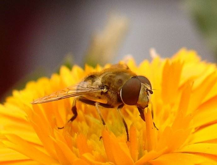 【蜜蜂知識】意大利蜂的優缺點 意大利蜂的優缺點