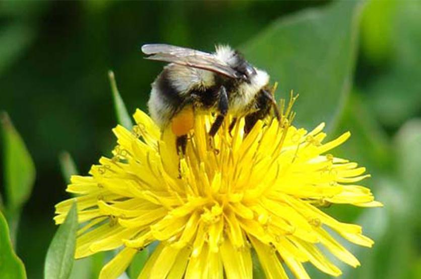 【蜜蜂知識】意大利蜂的優缺點 意大利蜂的優缺點