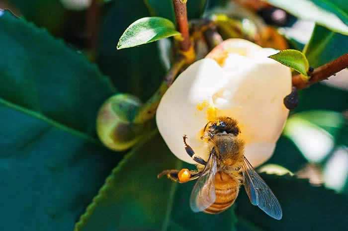 中蜂如何飼養雙王群？有什么優點和缺點(中蜂雙王群的三利三弊)