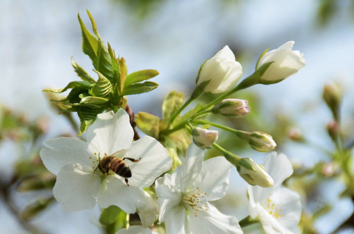 中蜂如何飼養雙王群？有什么優點和缺點(中蜂雙王群的三利三弊)