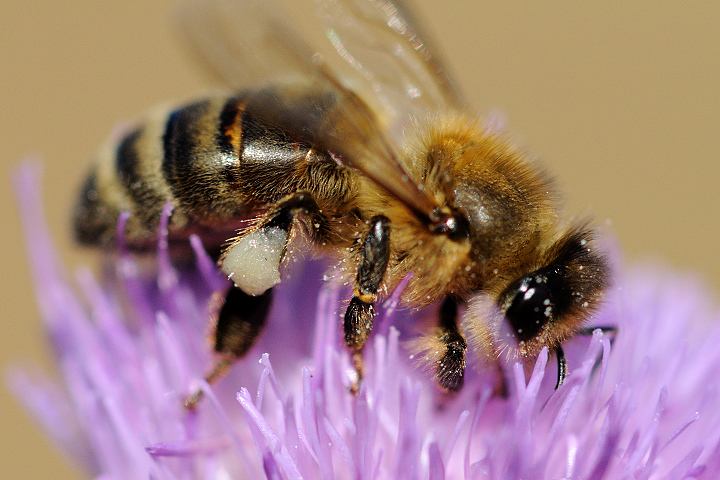 中蜂如何飼養雙王群？有什么優點和缺點(中蜂雙王群的三利三弊)