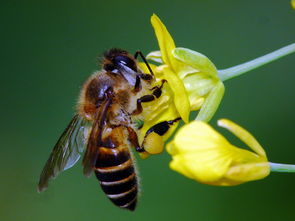 蜂王與工蜂雄峰有什么發育來(什么是雄蜂) 蜂王與工蜂雄峰有什么發育來(什么是雄蜂)