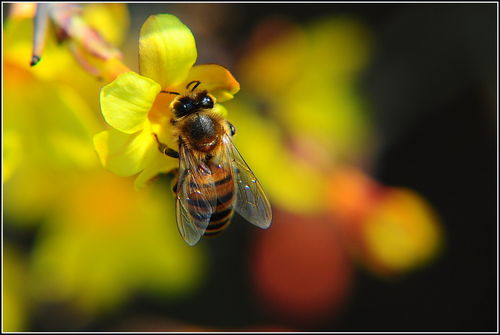 蜂王與工蜂雄峰有什么發育來(什么是雄蜂) 蜂王與工蜂雄峰有什么發育來(什么是雄蜂)
