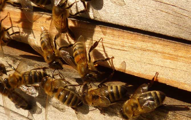 蜜蜂養殖新技術及注意事項（蜜蜂養殖實用技術介紹）