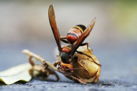 中國大虎頭蜂和夜蜂誰更強(虎頭蜂和夜蜂誰的毒性更強) 中國大虎頭蜂和夜蜂誰更強(虎頭蜂和夜蜂誰的毒性更強)
