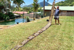 世界上最大的蛇有多大(世界上最大的蛇有多重) 10米巨蟒真的存在?世界上最大的蟒蛇多長?溫度上升出現新品種