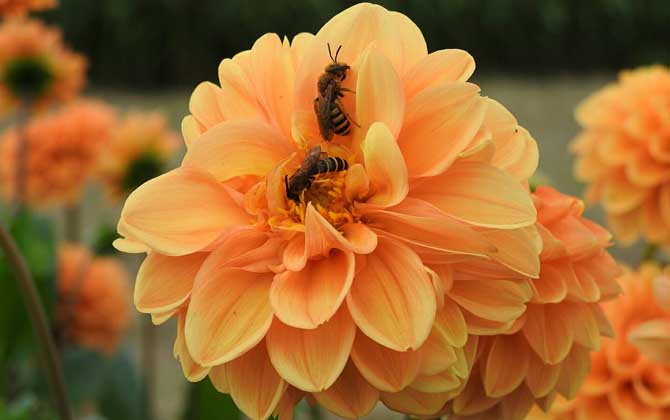 工蜂是什么性別的(工蜂是公的還是母的) 工蜂是什么性別的(工蜂是公的還是母的)