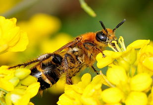 新手養蜂如何加蜂框（新手養蜜蜂怎樣加巢框）