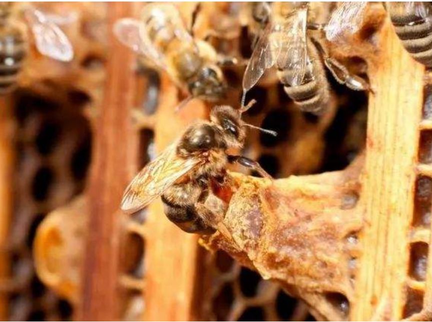 買一只蜂王就可以引來蜜蜂嗎(有蜂王能引來蜜蜂嗎) 買一只蜂王就可以引來蜜蜂嗎(有蜂王能引來蜜蜂嗎)