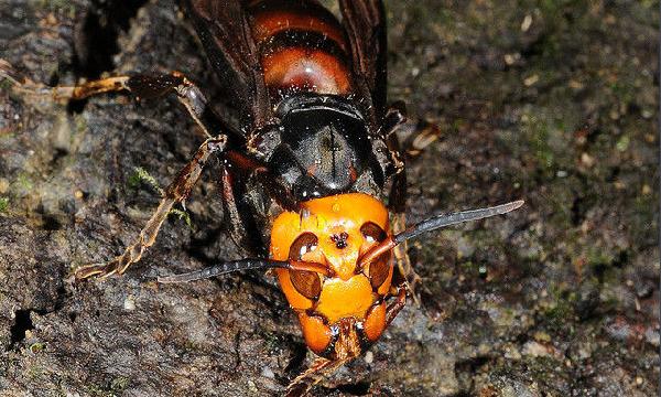 喀爾巴阡蜂的優缺點(喀爾巴阡蜂的品種優勢) 喀爾巴阡蜂的優缺點(喀爾巴阡蜂的品種優勢)