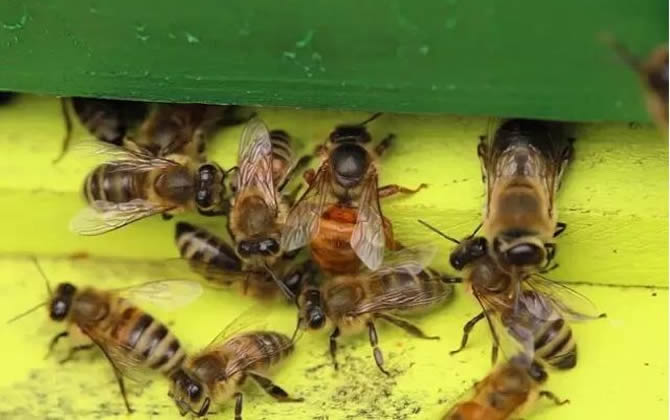 工蜂和雄蜂的區別在哪里(雄蜂和工蜂的區別) 工蜂和雄蜂的區別在哪里(雄蜂和工蜂的區別)