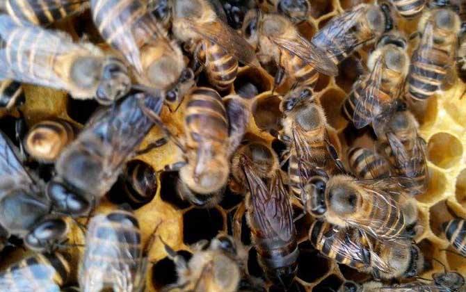 工蜂和雄蜂的區別在哪里(雄蜂和工蜂的區別) 工蜂和雄蜂的區別在哪里(雄蜂和工蜂的區別)