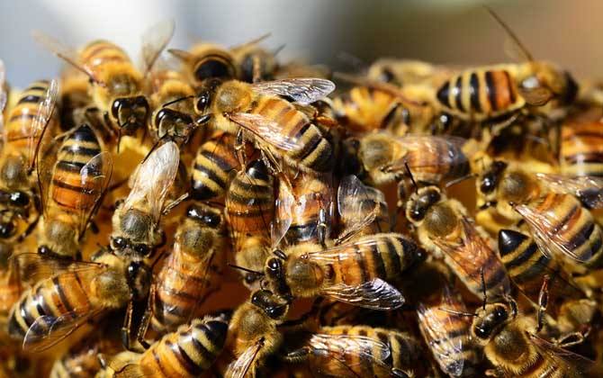 工蜂和雄蜂的區別在哪里(雄蜂和工蜂的區別) 工蜂和雄蜂的區別在哪里(雄蜂和工蜂的區別)