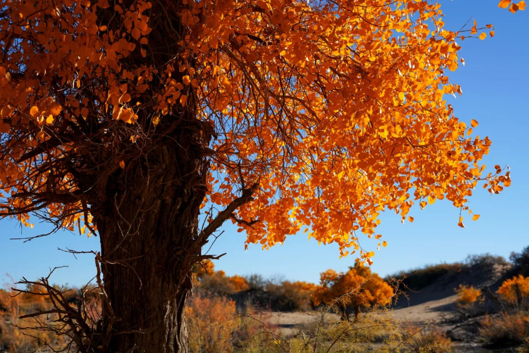 中秋出行！新晉黑馬目的地TOP10，小眾海島、賞秋秘境、文化慢城