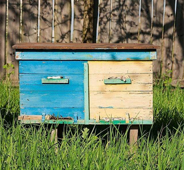 如何箱外觀察蜜蜂(箱外觀察蜜蜂會跑嗎) 如何箱外觀察蜜蜂(箱外觀察蜜蜂會跑嗎)