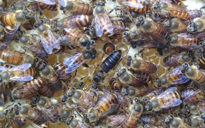 養(yǎng)蜂場(chǎng)利潤(rùn)有多大（養(yǎng)蜂一年能掙二十萬嗎）