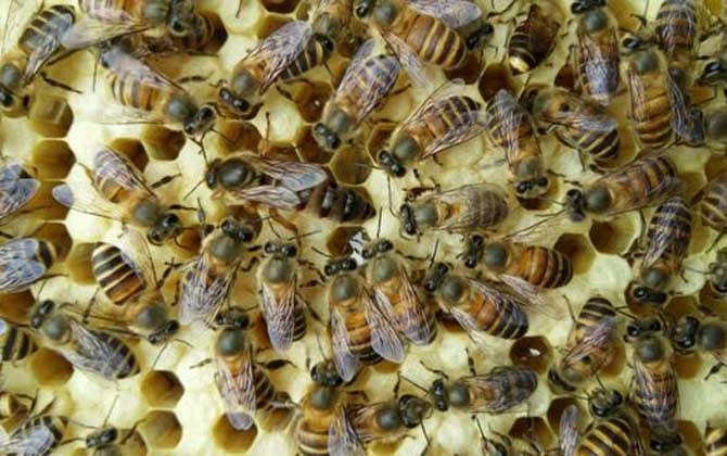 養(yǎng)蜂場(chǎng)利潤(rùn)有多大（養(yǎng)蜂一年能掙二十萬嗎）