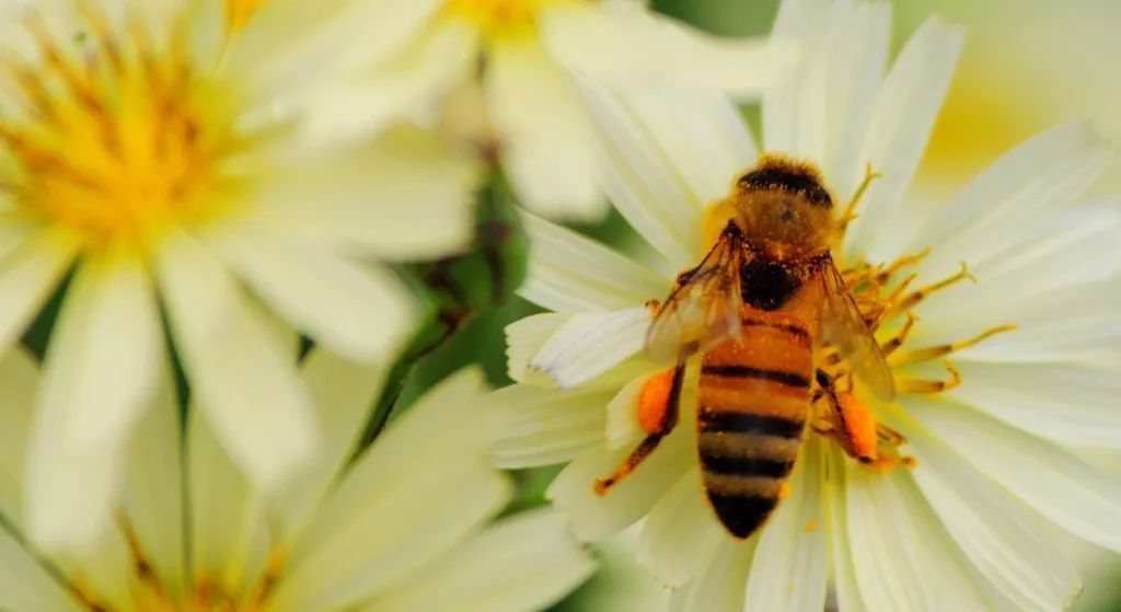 在小區養蜂是合法的嗎(城市養蜂違反哪條法律) 在小區養蜂是合法的嗎(城市養蜂違反哪條法律)