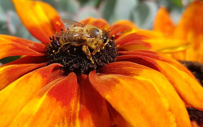 定地養100箱蜜蜂的利潤是多少? 養蜂利潤