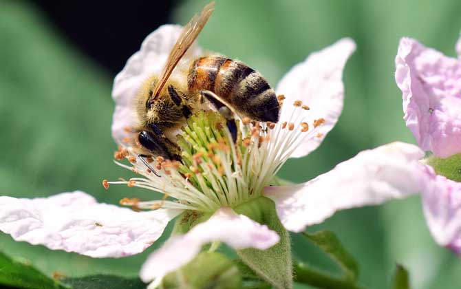 定地養100箱蜜蜂的利潤是多少? 養蜂利潤