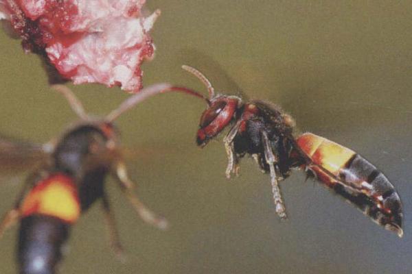 什么是花腳胡蜂(馬蜂品種圖片說明) 什么是花腳胡蜂(馬蜂品種圖片說明)