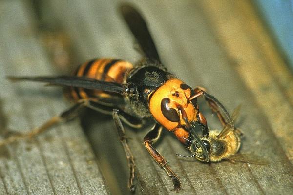 什么是花腳胡蜂(馬蜂品種圖片說明) 什么是花腳胡蜂(馬蜂品種圖片說明)