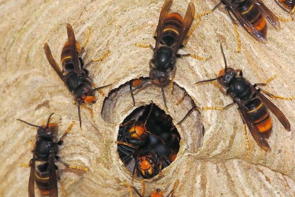 什么是花腳胡蜂(馬蜂品種圖片說明) 什么是花腳胡蜂(馬蜂品種圖片說明)