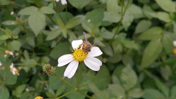 黑小蜜蜂 黑小蜜蜂