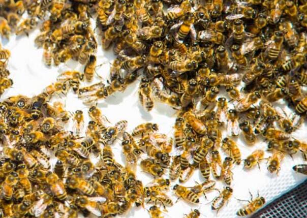 安蜂蜂王優(yōu)缺點(diǎn)