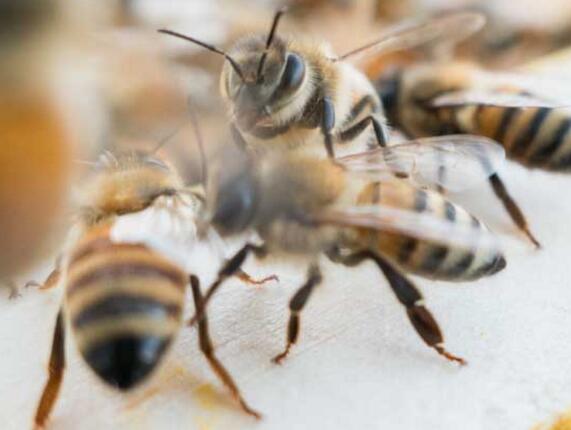 安蜂蜂王優(yōu)缺點(diǎn)