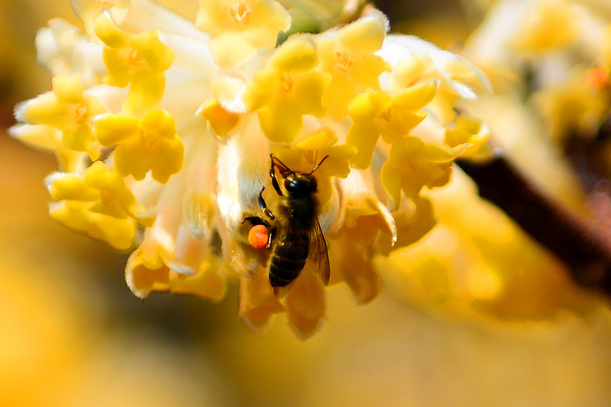 蜜蜂吃白糖會產(chǎn)蜂蜜嗎（用白糖喂的蜜蜂產(chǎn)出的蜂蜜好嗎）