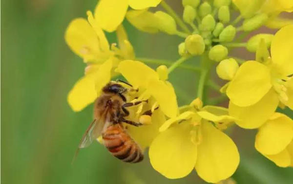 蜜蜂吃白糖會產(chǎn)蜂蜜嗎（用白糖喂的蜜蜂產(chǎn)出的蜂蜜好嗎）