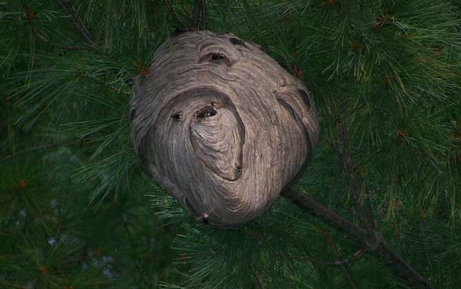 摘馬蜂窩最佳時(shí)間