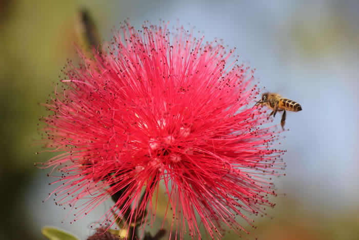 中蜂什么時候開始春繁？