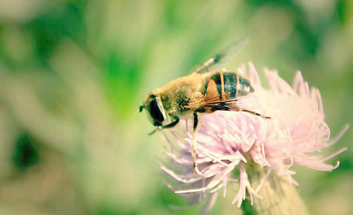 中蜂什么時候開始春繁？