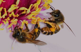 松丹一號蜂王在海南適應(yīng)嗎(松丹一號飼養(yǎng)管理) 松丹一號蜂王在海南適應(yīng)嗎(松丹一號飼養(yǎng)管理)