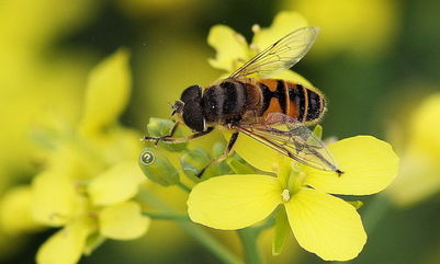 松丹一號蜂王在海南適應(yīng)嗎(松丹一號飼養(yǎng)管理) 松丹一號蜂王在海南適應(yīng)嗎(松丹一號飼養(yǎng)管理)