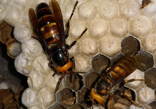 養(yǎng)胡蜂賺錢(qián)靠什么賺錢(qián)(胡蜂養(yǎng)殖利潤(rùn)分析) 養(yǎng)胡蜂賺錢(qián)靠什么賺錢(qián)(胡蜂養(yǎng)殖利潤(rùn)分析)