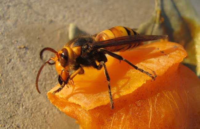 養(yǎng)胡蜂賺錢(qián)靠什么賺錢(qián)(胡蜂養(yǎng)殖利潤(rùn)分析) 養(yǎng)胡蜂賺錢(qián)靠什么賺錢(qián)(胡蜂養(yǎng)殖利潤(rùn)分析)