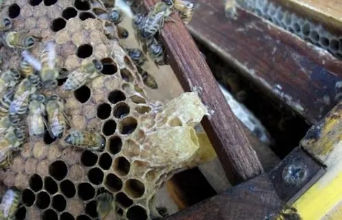 王臺基里面的幼蟲是工蜂喂食嗎(工蜂產的王臺有用嗎) 王臺基里面的幼蟲是工蜂喂食嗎(工蜂產的王臺有用嗎)