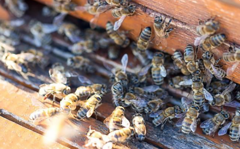 意蜂交尾箱可不可放在蜂場(chǎng)內(nèi)(交尾箱放在離蜂場(chǎng)多遠(yuǎn)位置才最好) 意蜂交尾箱可不可放在蜂場(chǎng)內(nèi)(交尾箱放在離蜂場(chǎng)多遠(yuǎn)位置才最好)