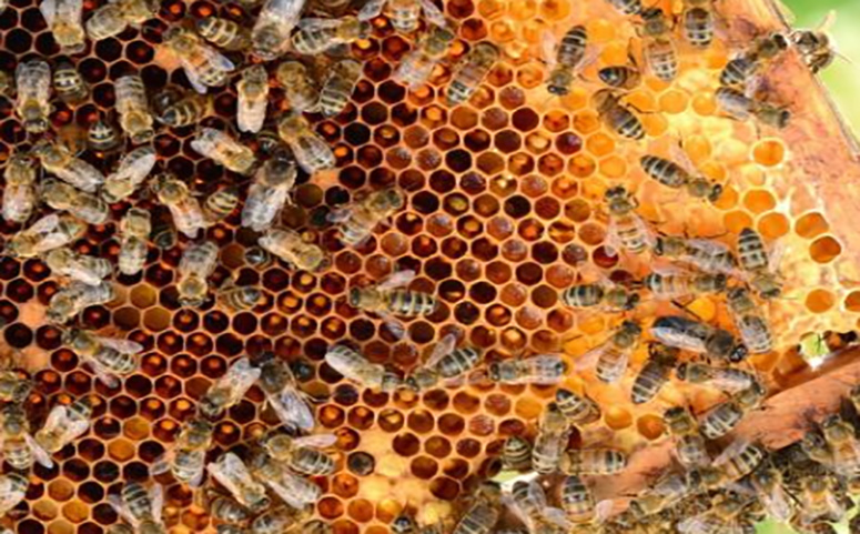 意蜂交尾箱可不可放在蜂場(chǎng)內(nèi)(交尾箱放在離蜂場(chǎng)多遠(yuǎn)位置才最好) 意蜂交尾箱可不可放在蜂場(chǎng)內(nèi)(交尾箱放在離蜂場(chǎng)多遠(yuǎn)位置才最好)