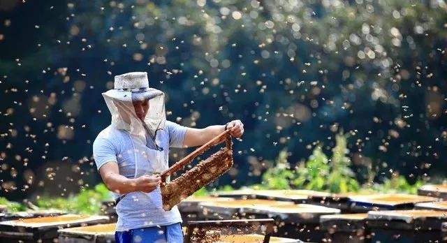 【蜜蜂養殖】養蜂初學者要注意弱群越冬的管理 養蜂初學者要注意弱群越冬的管理