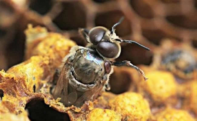 一天之內蜂王什么時候產卵？