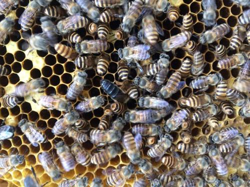 新手養(yǎng)中蜂要掌握哪些技術(shù)（沒有經(jīng)驗(yàn)養(yǎng)好中蜂的技術(shù)要點(diǎn)）