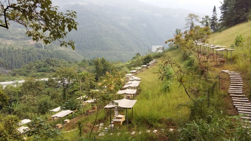 新手養(yǎng)中蜂要掌握哪些技術(shù)（沒有經(jīng)驗(yàn)養(yǎng)好中蜂的技術(shù)要點(diǎn)）