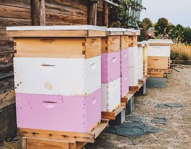 新手養(yǎng)中蜂要掌握哪些技術(shù)（沒有經(jīng)驗(yàn)養(yǎng)好中蜂的技術(shù)要點(diǎn)）